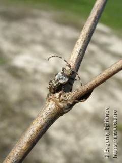 Pogonocherus hispidulus