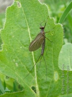 Leptophlebiidae