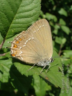 Satyrium ilicis