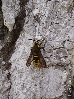 Sesia apiformis