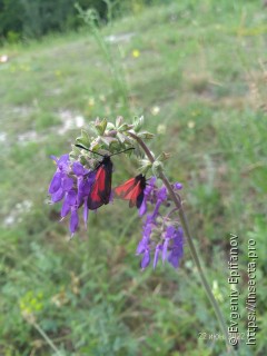 Zygaena purpuralis