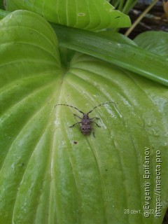 Имаго  Mesosa curculionoides