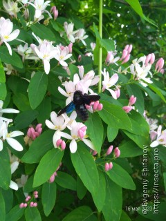 Xylocopa valga