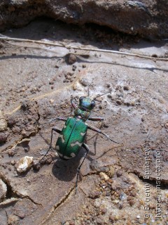 Cicindela soluta