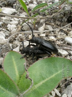 Dorcadion carinatum