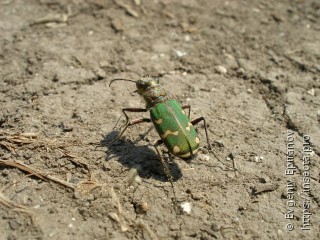 Cicindela soluta