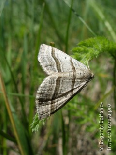 Phibalapteryx virgata