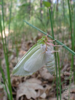 Chloephorinae