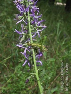 Leptophyes albovittata