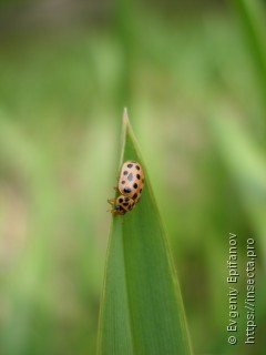 Anisosticta novemdecimpunctata