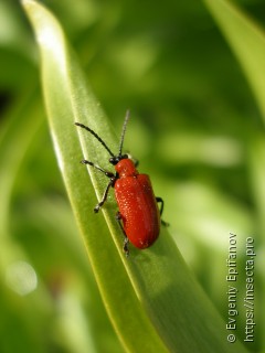 Lilioceris lilii