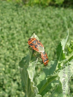 Eurydema ventralis