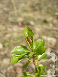 Polydrusus mollis