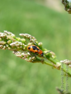 Crioceris quinquepunctata