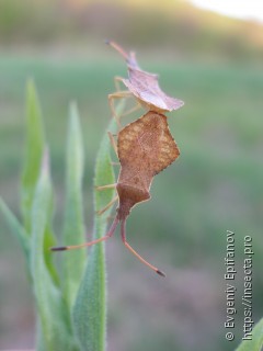 Syromastus rhombeus