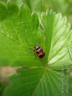 Cryptocephalus sexpunctatus