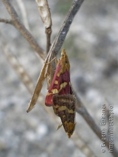 Pyrausta ostrinalis