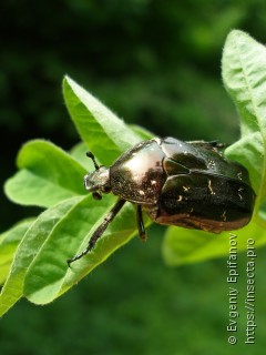 Protaetia marmorata