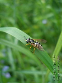 Chrysotoxum