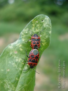 Eurydema ventralis