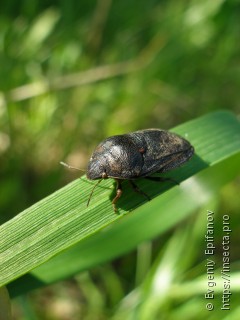 Eurygaster integriceps