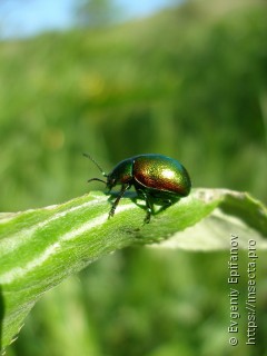 Chrysolina graminis