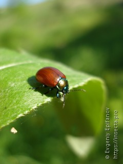 Chrysolina polita