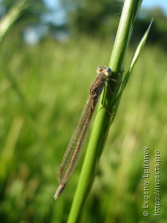 Sympecma paedisca