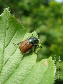 Phyllopertha horticola