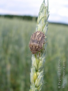 Eurygaster integriceps