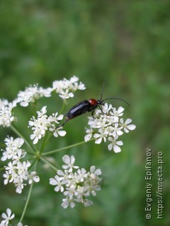 Dinoptera collaris