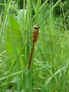 Aeshna isoceles