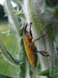 Lixus pulverulentus