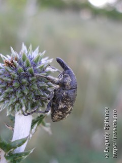 Larinus vulpes