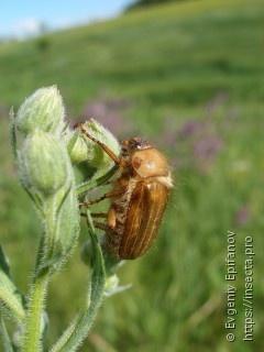 Amphimallon solstitiale