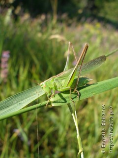 Bicolorana bicolor