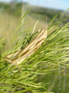 Euchorthippus pulvinatus