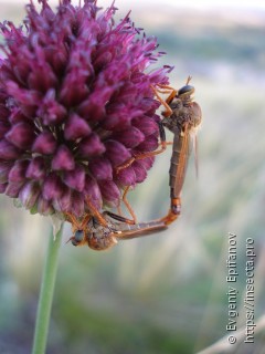 Stenopogon