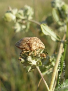 Odontotarsus