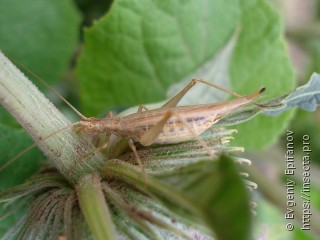 Oecanthus pellucens