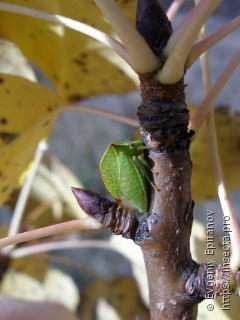 Stictocephala bisonia