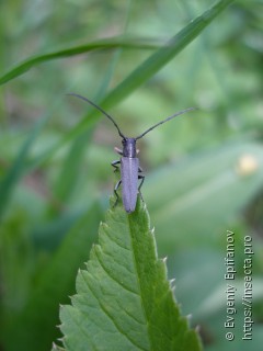 Phytoecia cylindrica