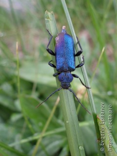 Callidium violaceum