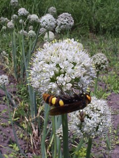 Megascolia maculata