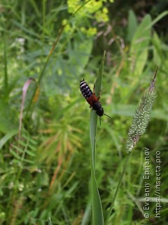 Platydracus stercorarius