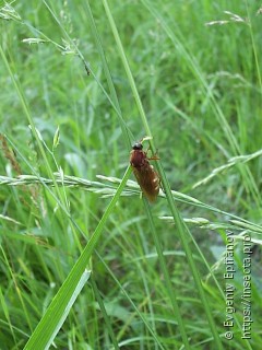 Coenomyia ferruginea