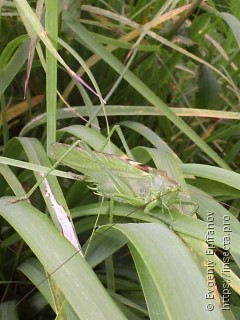 Tettigonia viridissima