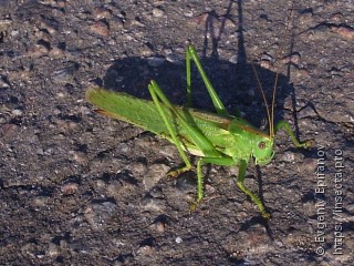 Tettigonia viridissima