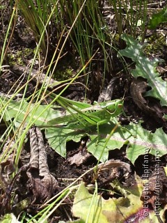 Gampsocleis glabra