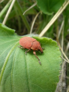 Larinus ruber